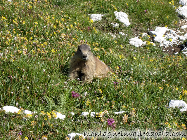 marmotta